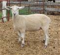 Sheep Trax Madison 489M